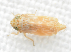 Errastunus ocellaris