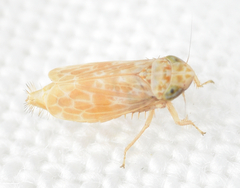 Errastunus ocellaris