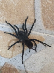 Theraphosinae