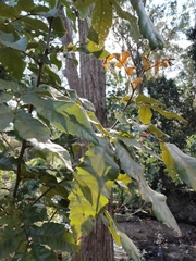 Alectryon tomentosus