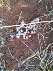 Helichrysum caespititium