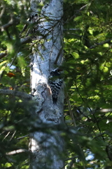 Dendrocopos leucotos