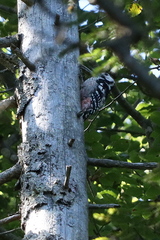 Dendrocopos leucotos