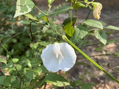 Centrosema virginianum