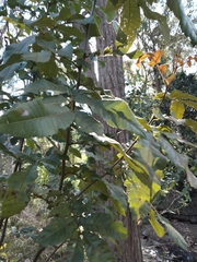 Alectryon tomentosus