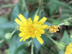 Hieracium lachenalii