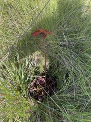 Sarracenia purpurea venosa