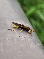 Polistes comanchus navajoe