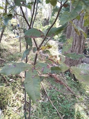 Alectryon tomentosus