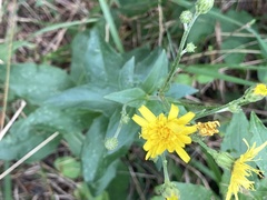 Hieracium lachenalii