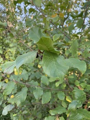 Frangula alnus