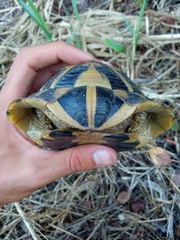 Testudo hermanni