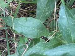Hieracium lachenalii