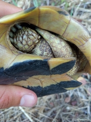 Testudo hermanni