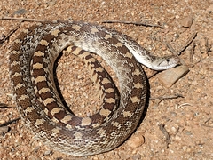 Pituophis catenifer affinis