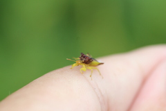 Phymata pennsylvanica