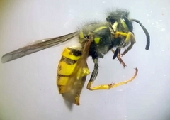 Vespula germanica