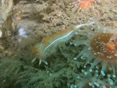 Coryphella trilineata