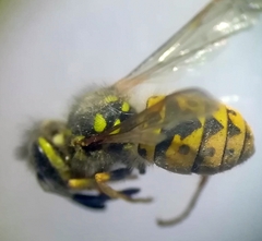 Vespula germanica
