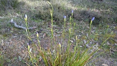 Iridaceae