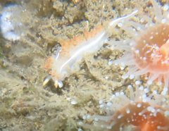 Coryphella trilineata