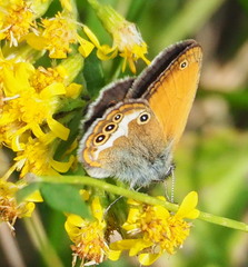 Coenonympha arcania