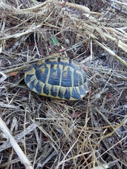 Testudo hermanni