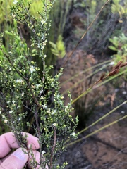 Lachnaea axillaris