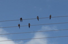 Hirundo rustica erythrogaster