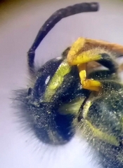 Vespula germanica
