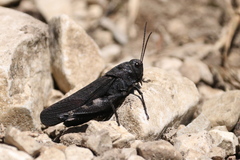 Psophus stridulus