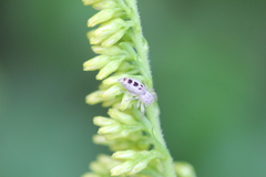 Hentzia