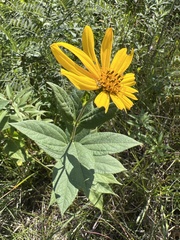 Helianthus