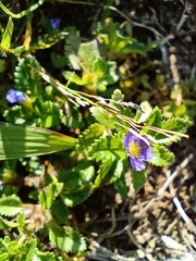 Stemodia verticillata