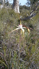 Caladenia longicauda