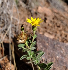 Heterotheca hirsutissima