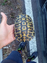 Testudo hermanni