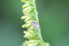 Hentzia