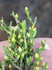 Lachnaea axillaris