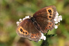 Erebia
