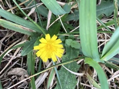 Hypochaeris radicata