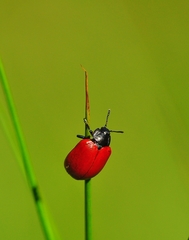 Chrysomela populi