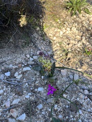 Hesperantha pauciflora