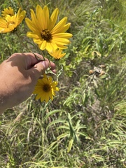 Helianthus maximiliani