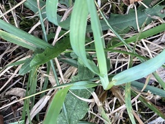 Hypochaeris radicata