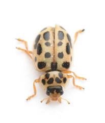 Anisosticta novemdecimpunctata