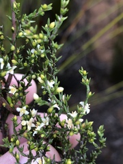 Lachnaea axillaris