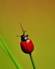 Chrysomela populi
