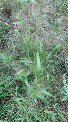 Panicum capillare