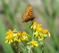 Boloria